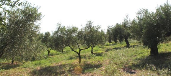 Hotel in Sporades, Greece 4042m², Nr. 7754 4