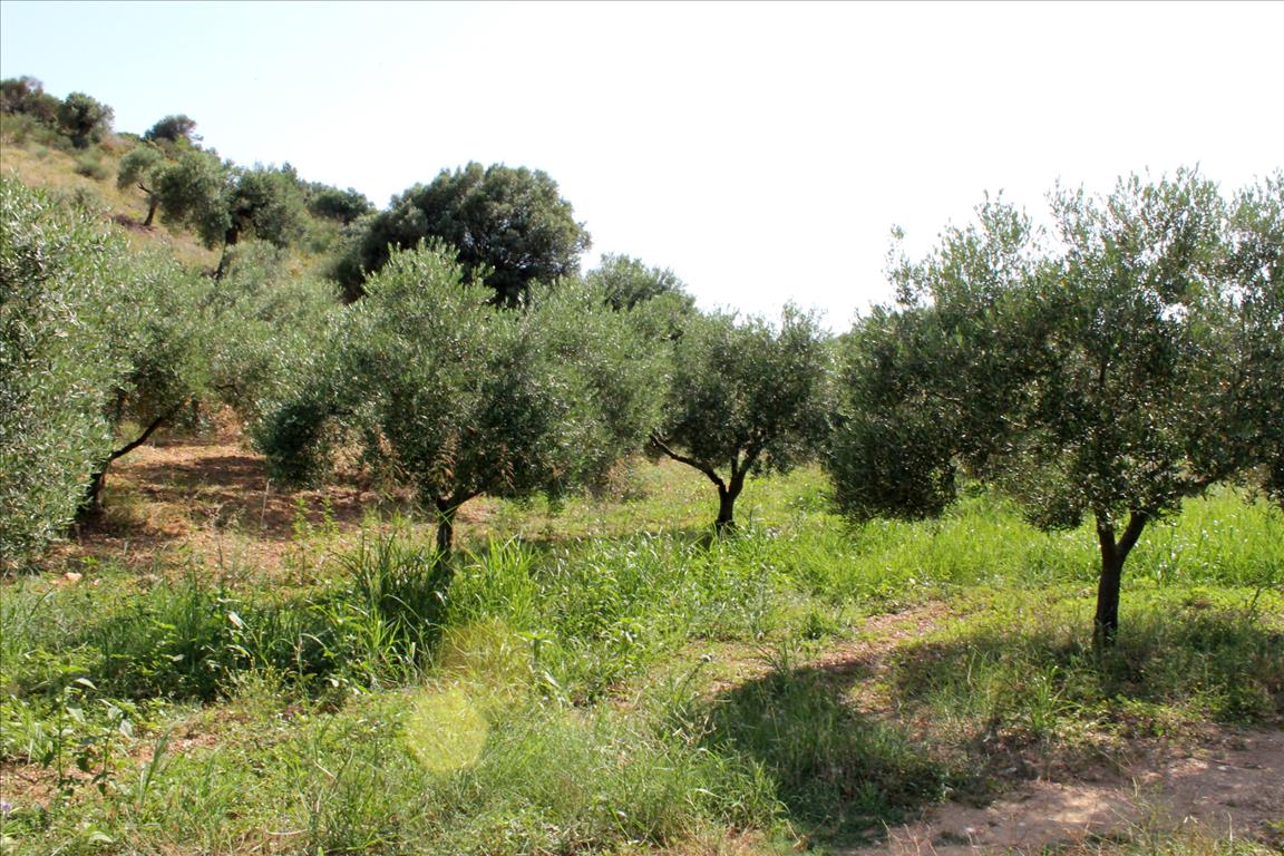 Hotel in Sporades, Greece 4042m², Nr. 7754