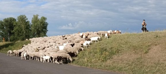  Land in Markisch-Oderland, Germany No. 287214 15