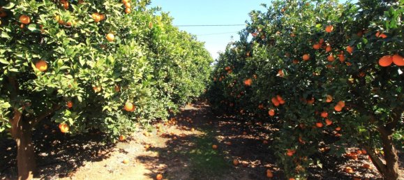 2 Schlafzimmer Haus in Silves, Portugal, Nr. 118460 32