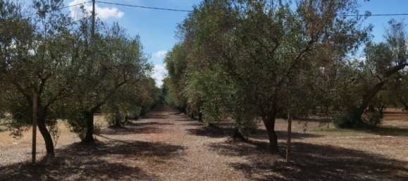 2 rooms House in San Michele Salentino, Italy No. 256939 3