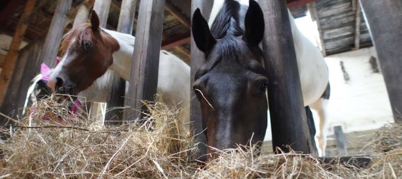 9 Schlafzimmer Bauernhof in Nordfriesland, Germany, Nr. 262878 27