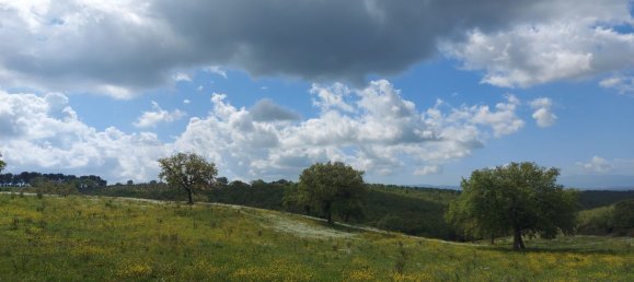 200000m² Land in Magliano in Toscana, Italy No. 138156 21