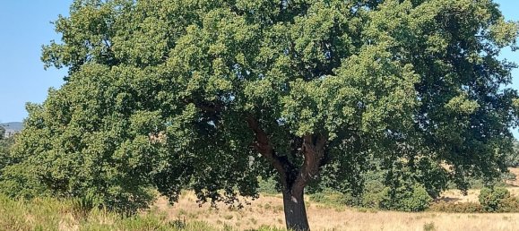 200000m² Land in Magliano in Toscana, Italy No. 138156 50