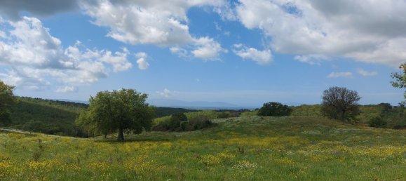 200000m² Land in Magliano in Toscana, Italy No. 138156 23