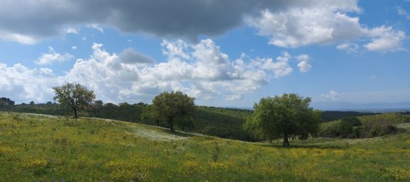 200000m² Land in Magliano in Toscana, Italy No. 138156 20