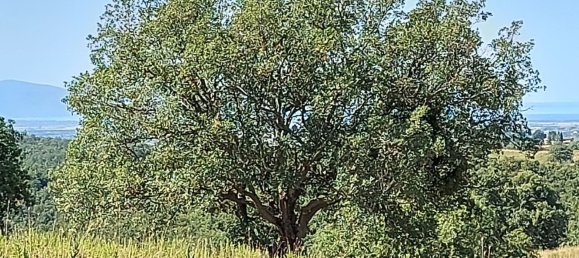 200000m² Land in Magliano in Toscana, Italy No. 138156 40