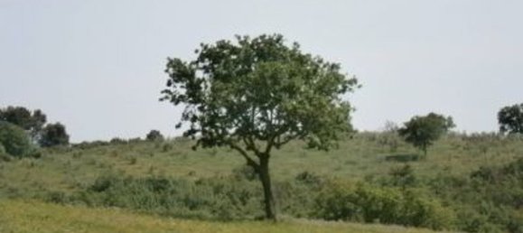 200000m² Land in Magliano in Toscana, Italy No. 138156 4