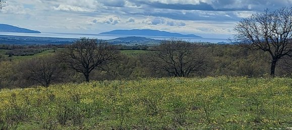 200000m² Land in Magliano in Toscana, Italy No. 138156 18