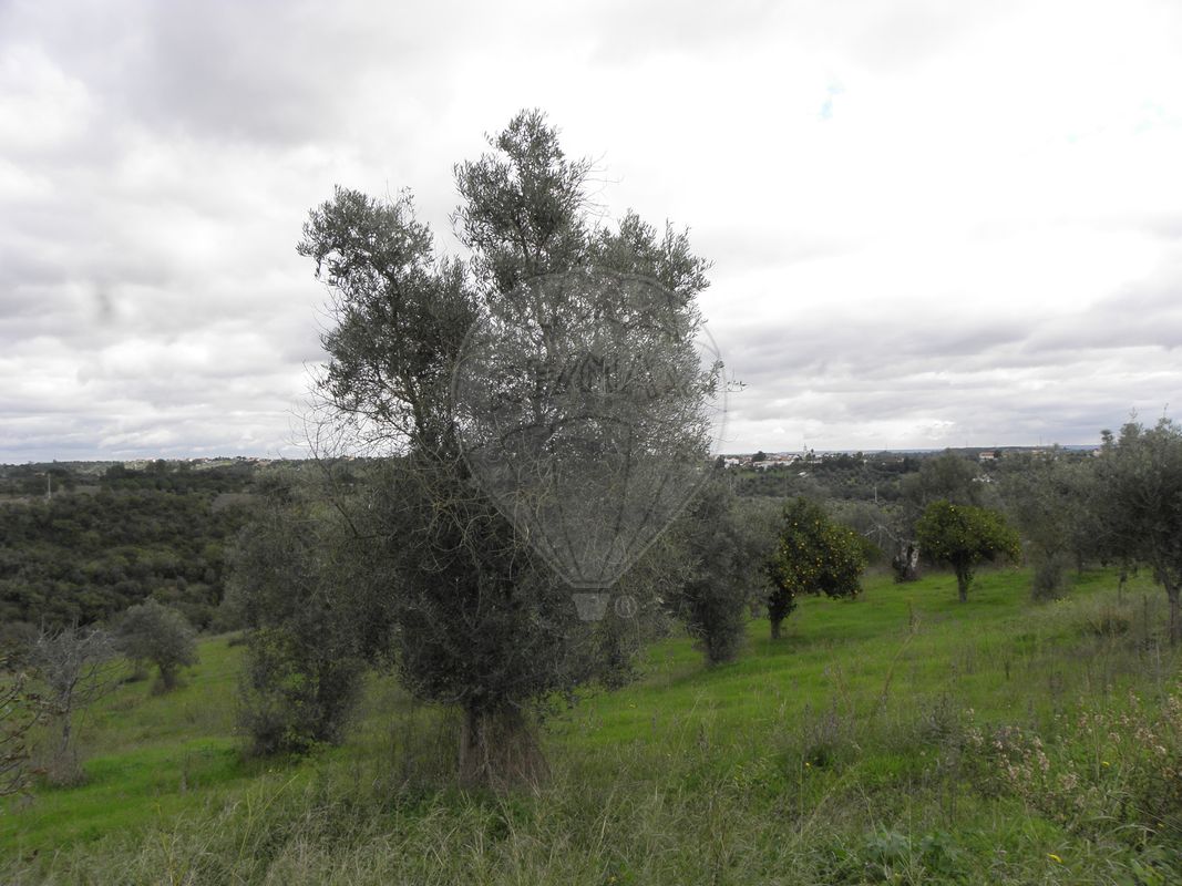 1 bedroom House in Torres Novas, Portugal No. 21688