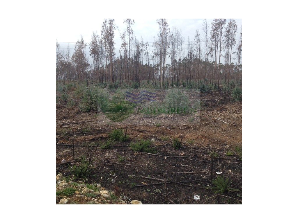 5000m² Land in Agueda, Portugal No. 245846