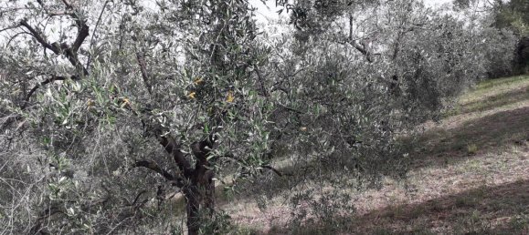  Land in Mombaroccio, Italy No. 83171 4