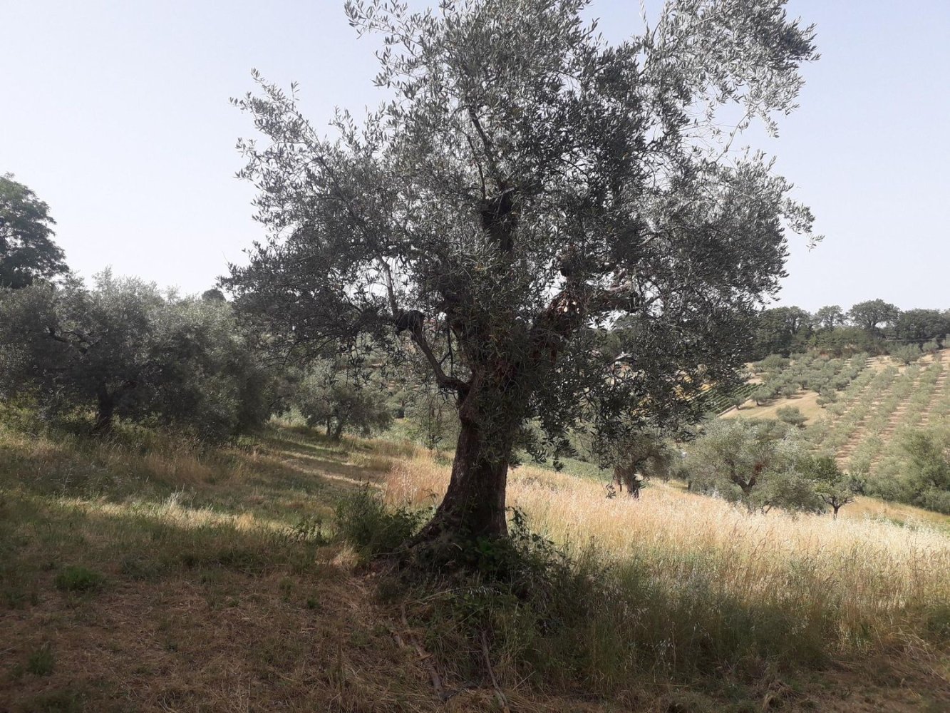  Land in Mombaroccio, Italy No. 83171