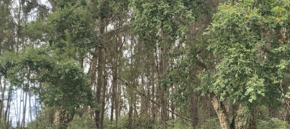  Land in Alcobaca, Portugal No. 201721 11