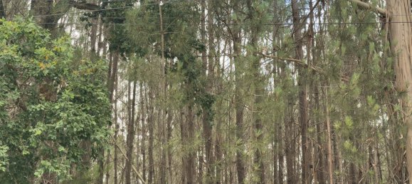  Land in Alcobaca, Portugal No. 201721 10