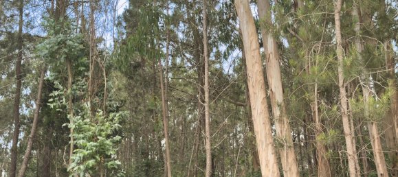  Land in Alcobaca, Portugal No. 201721 6