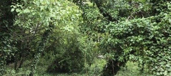  Land in Willendorf, Austria No. 130488 3