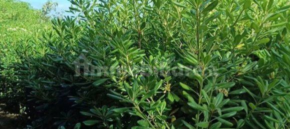 7 bedrooms Apartment in Stintino, Italy No. 338521 5