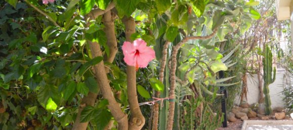 5 bedrooms Villa in Torrevieja, Spain No. 114868 9