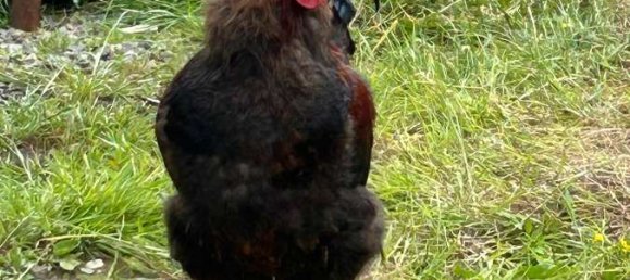 Imóvel comercial em Recklinghausen, Germany N.º 295060 9