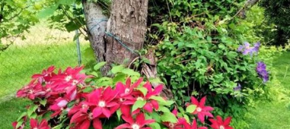 6-Zimmer Haus in Großwilfersdorf, Austria, Nr. 218092 15