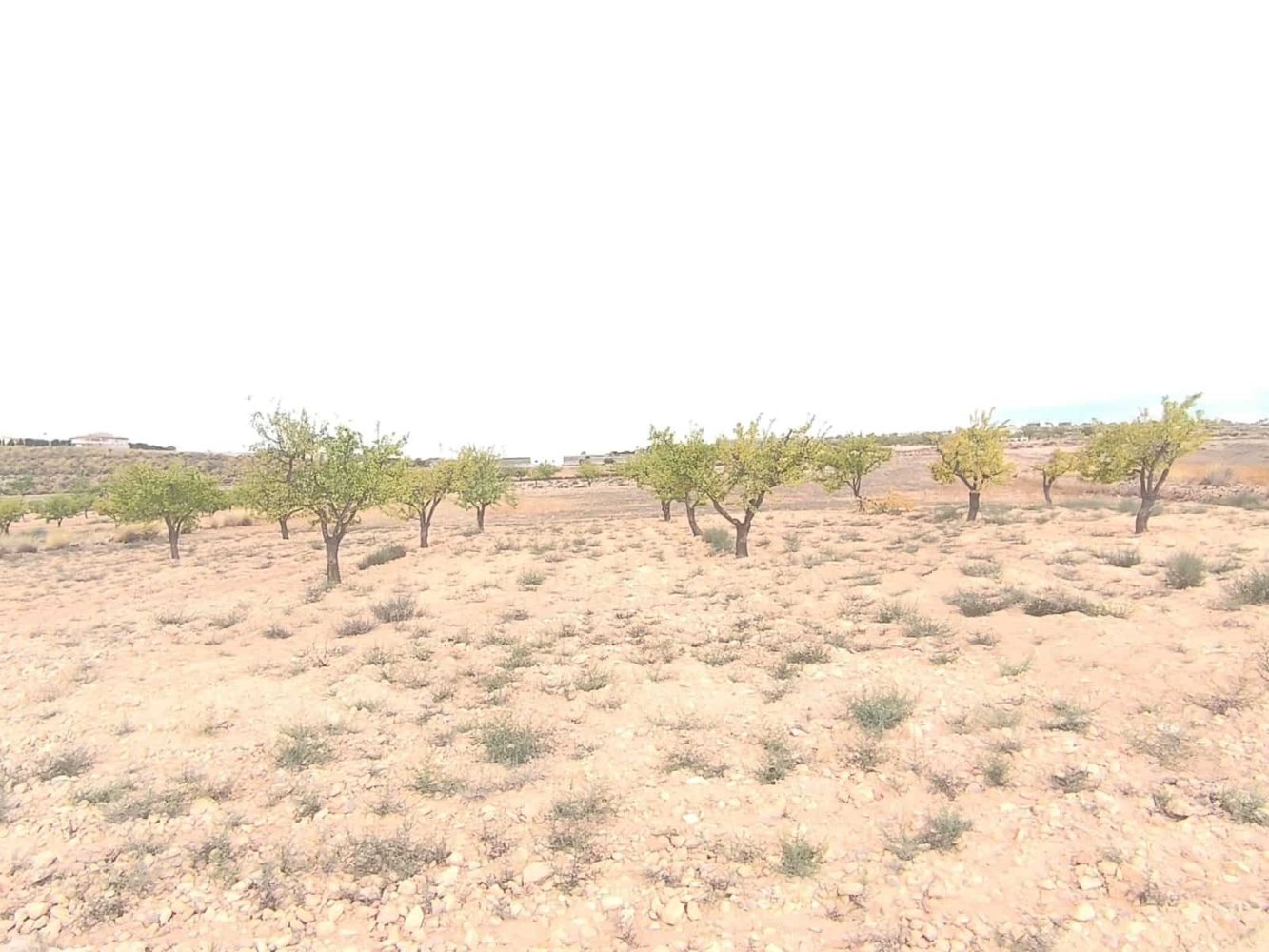 Terreno em Pinoso, Spain N.º 257758