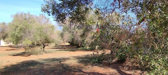 Grundstück in San Vito dei Normanni, Italy 4397m², Nr. 117637 3