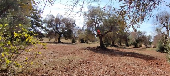 Grundstück in San Vito dei Normanni, Italy 4397m², Nr. 117637 4