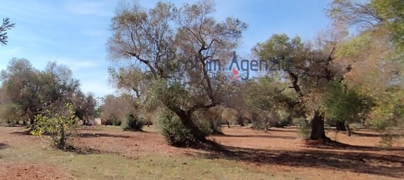 Grundstück in San Vito dei Normanni, Italy 4397m², Nr. 117637 2