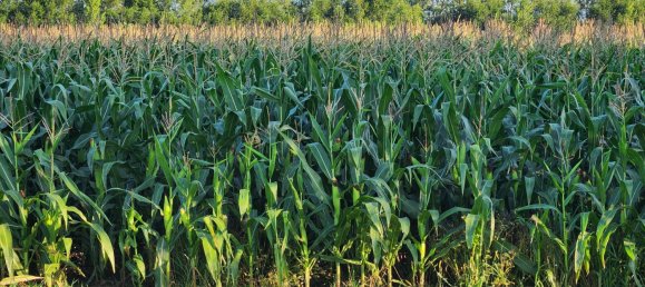  Land in Judenau-Baumgarten, Austria No. 214694 5