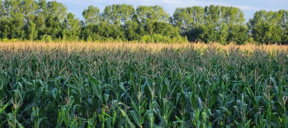  Land in Judenau-Baumgarten, Austria No. 214694 4