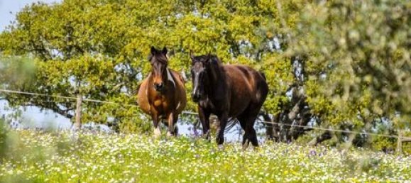 3 bedrooms House in Ourique, Portugal No. 149731 21