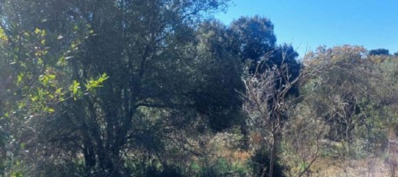 1180m² Land in Pedara, Italy No. 338549 4