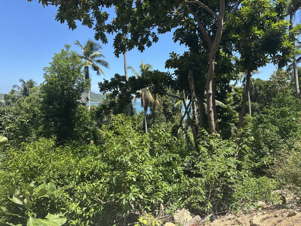  Land in Surat Thani, Thailand No. 63067