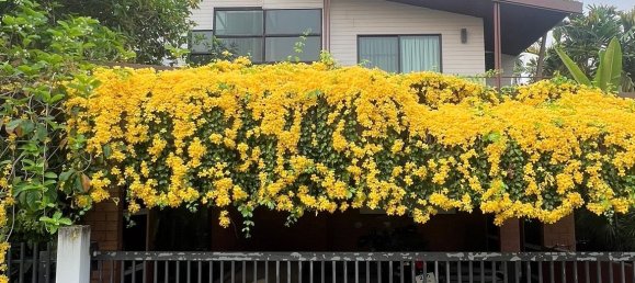 3 bedrooms Cafe / restaurant in Chiang Mai, Thailand No. 23319 28