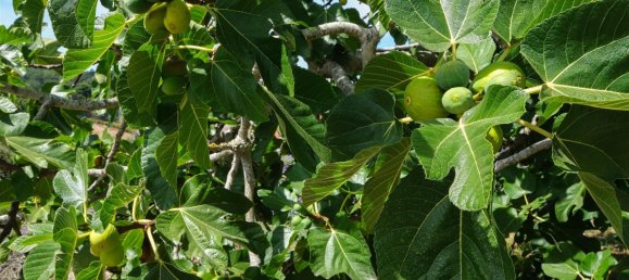 4 Schlafzimmer Villa in Sintra, Portugal, Nr. 213503 37