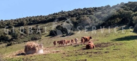 3غرفة منزل في Sant'Antonio di Gallura, Italy رقم 149800 11