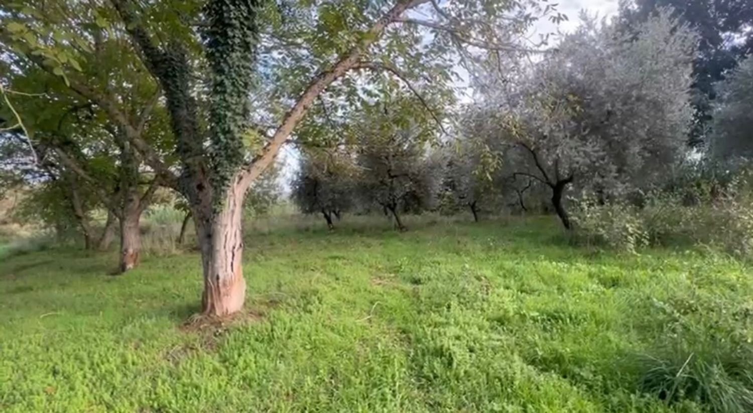 4160m² Land in Genazzano, Italy No. 174843