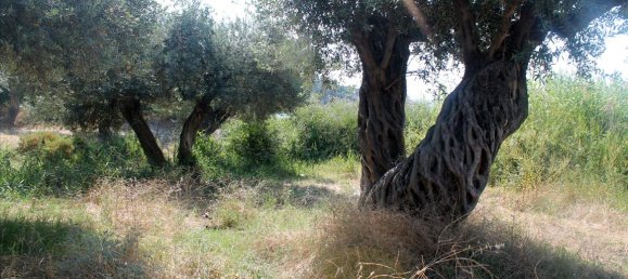 Отель, гостиница 2850м² в Халкидики, Греция № 7696 10