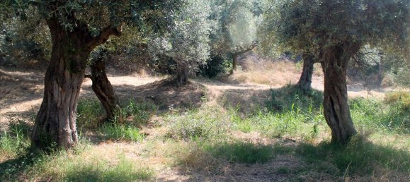 فندق في Chalkidiki, Greece 2850متر مربع رقم 7696 9