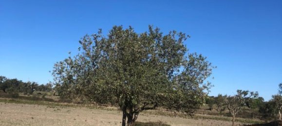 302250m² Land in Santiago do Cacem, Portugal No. 50844 11