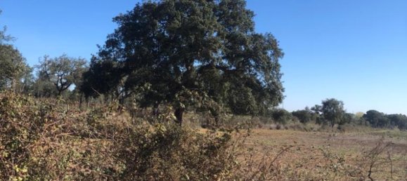 302250m² Land in Santiago do Cacem, Portugal No. 50844 21