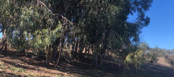 302250m² Land in Santiago do Cacem, Portugal No. 50844 50