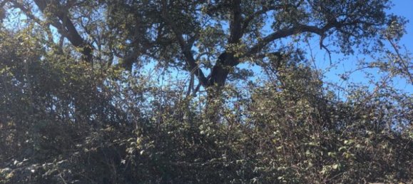 302250m² Land in Santiago do Cacem, Portugal No. 50844 20