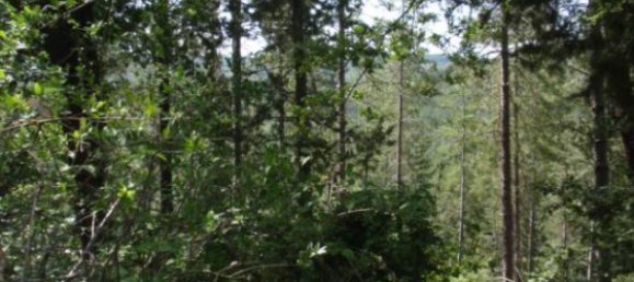 239150m² Land in Santa Fiora, Italy No. 250925 6