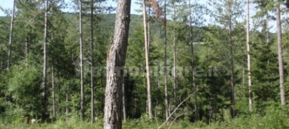 239150m² Land in Santa Fiora, Italy No. 250925 9