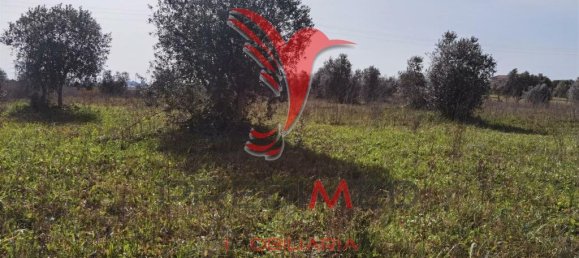  قطعة أرض في Santarem, Portugal 9600متر مربع رقم 57346 4