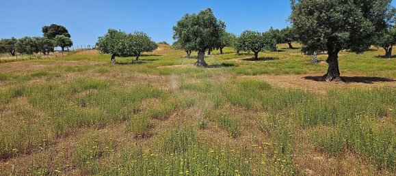 Terreno em Alcanena, Portugal N.º 190403 12