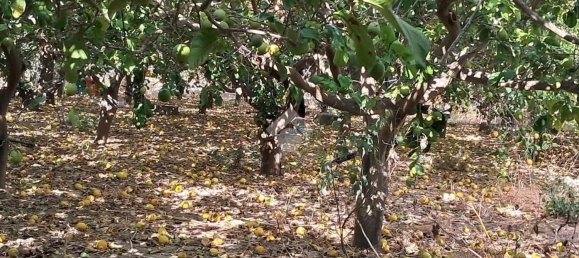 Terreno en Campofelice di Roccella, Italy 5900 m² No. 275412 17