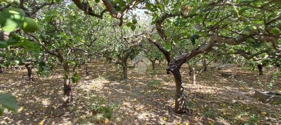 Terreno en Campofelice di Roccella, Italy 5900 m² No. 275412 16